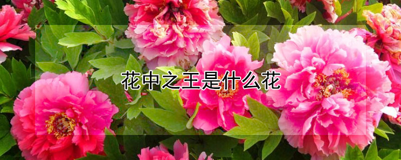 花中之王是什么花（花中之王是什么花名?）