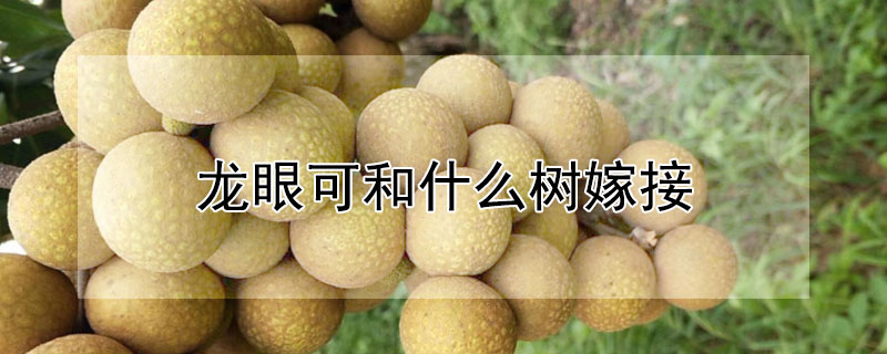 龙眼可和什么树嫁接 龙眼可和什么树嫁接种
