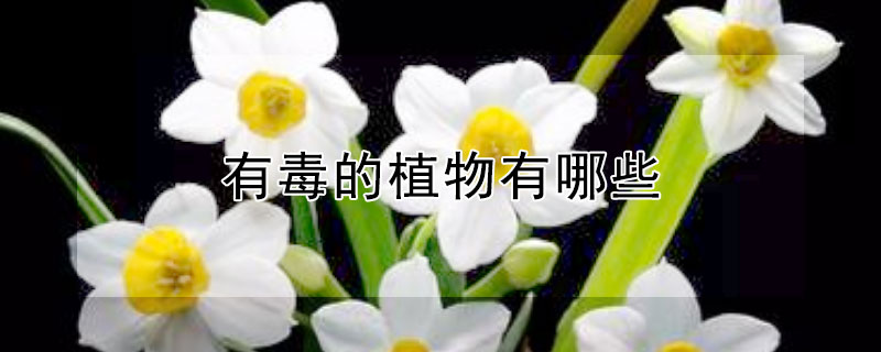 有毒的植物有哪些 野外有毒的植物有哪些