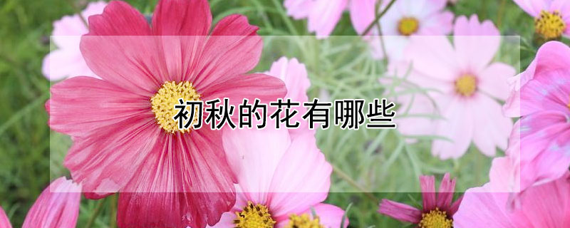 初秋的花有哪些 夏末秋初的花有哪些