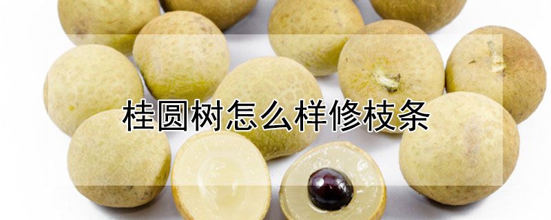 桂圆树怎么样修枝条 桂圆树怎么样修枝条视频