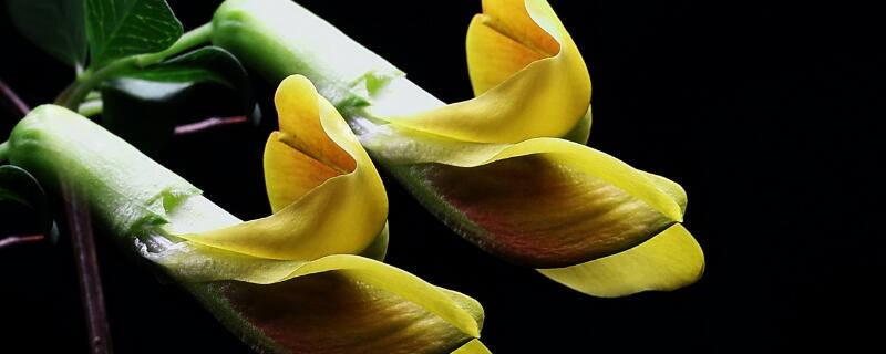 金雀什么时候剪枝 金雀什么时候剪枝最好