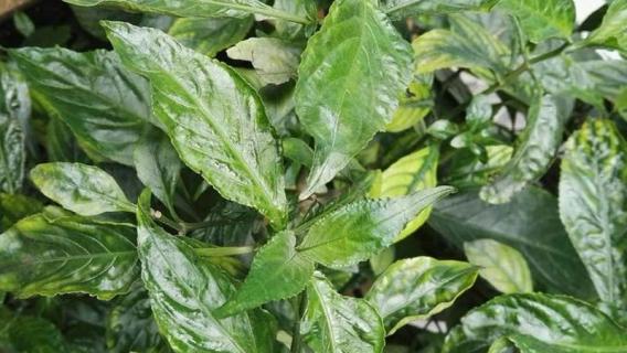 板蓝根植物长什么样子（板蓝根植物长什么样子）