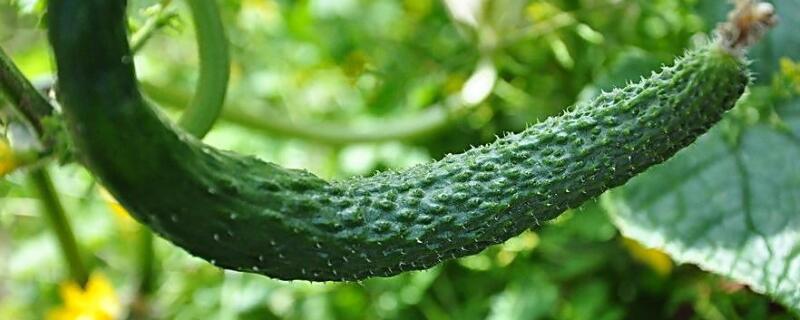 黄瓜卷叶是怎么回事 黄瓜往下卷叶是什么病