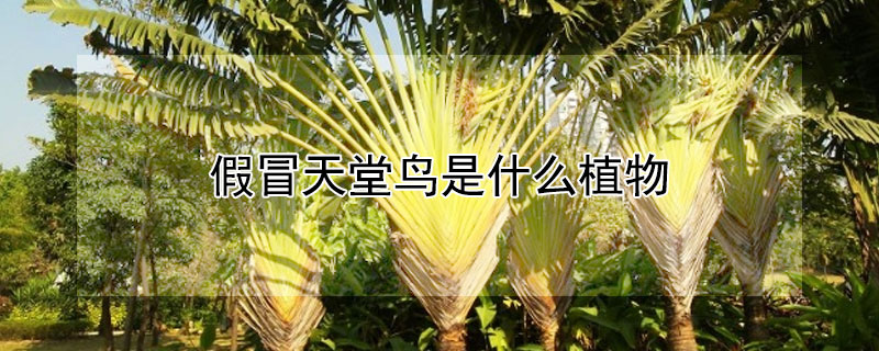 假天堂鸟是什么植物 假天堂鸟是什么植物图片