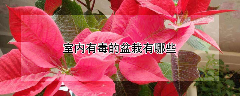 室内有毒的盆栽有哪些（室内有毒的盆栽有哪些品种）
