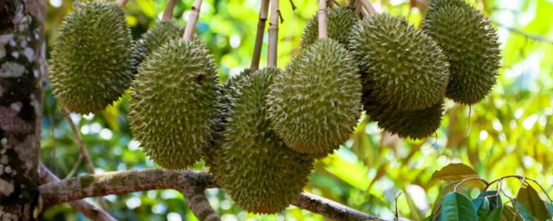 榴莲的季节 榴莲的季节是什么时候