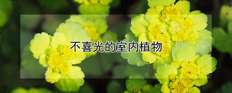 不喜光的室内植物（不喜光的室内植物图片）
