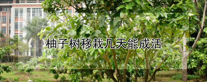 柚子树移栽几天能成活（柚子树苗放了几天能种活吗）