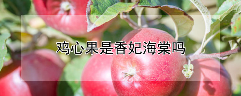 鸡心果是香妃海棠吗（香妃海棠和鸡心海棠是一个品种吗）