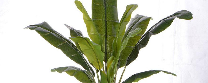 芭蕉叶是香蕉的叶子吗 芭蕉叶是芭蕉的叶子吗
