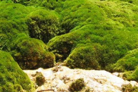 植物分为几大类