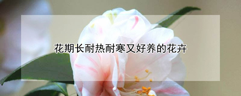 花期长耐热耐寒又好养的花卉 花期长耐热耐寒又好养的花卉名单