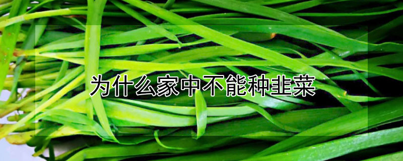 为什么家中不能种韭菜（为什么家中不能种韭菜呢）