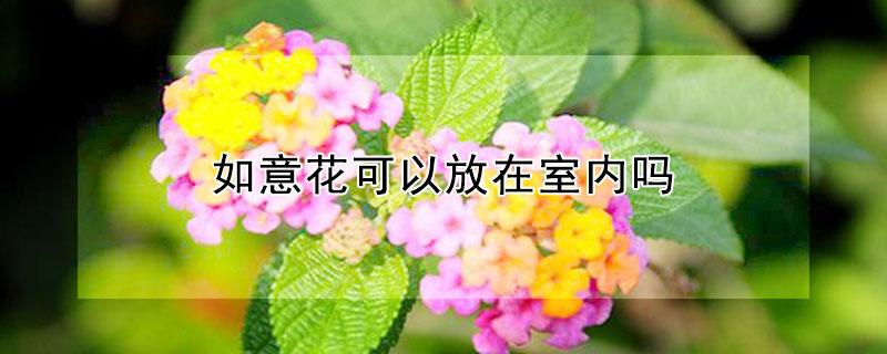 如意花可以放在室内吗 如意花可以放在室内吗