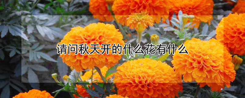 请问秋天开的什么花有什么（秋天开的什么花?）