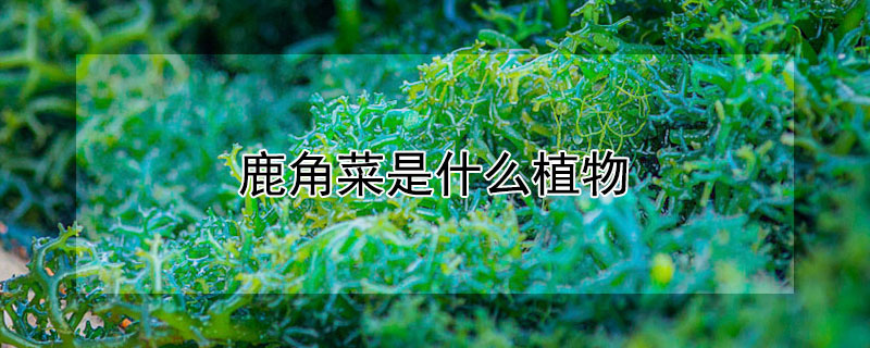 鹿角菜是什么植物（鹿角菜是什么植物类别）