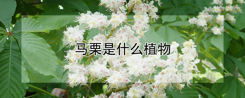 马栗是什么植物 马栗是什么植物图片