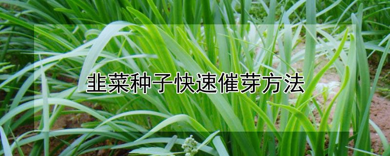 韭菜种子快速催芽方法（韭菜种子快速催芽方法视频）