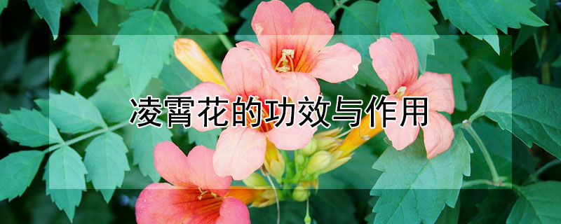 凌霄花的功效与作用 凌霄花的功效与作用吃法