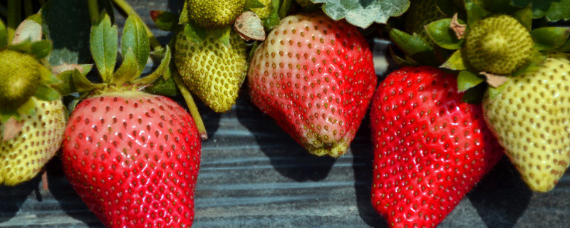 牛奶草莓是什么品种 广东牛奶草莓是什么品种