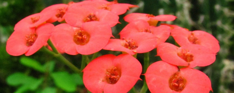 虎刺梅枝干软了是怎么回事 虎刺梅枝条发软