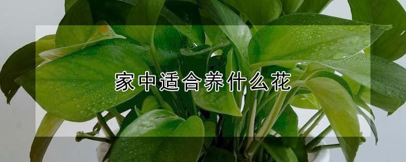 家中适合养什么花（冬季家里适合养什么花）