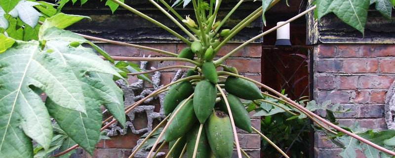 木瓜树怎么移栽（木瓜树移栽不带土球能栽活么）