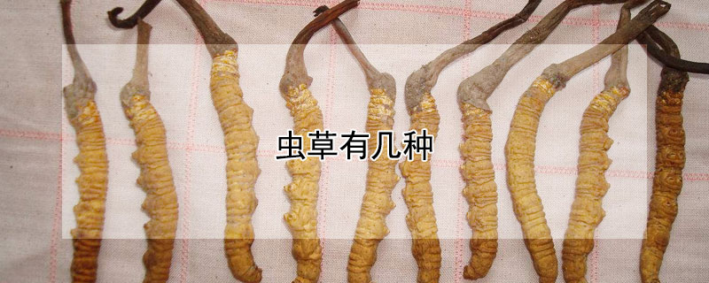 虫草有几种 虫草有几种类型