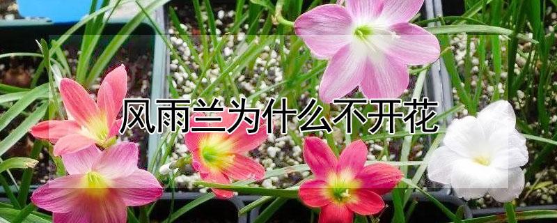 风雨兰为什么不开花 风雨兰为什么不开花呢