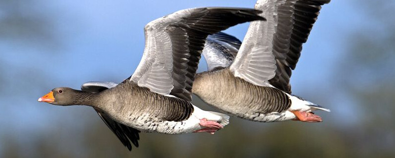 秋天代表性的动植物（秋天代表性的动植物是什么）