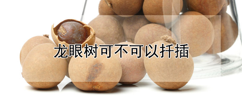 龙眼树可不可以扦插（龙眼树可不可以扦插成活）