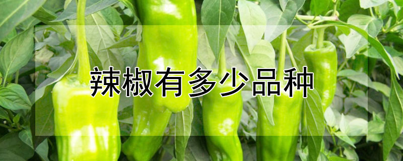 辣椒有多少品种（辣椒有多少品种图片）