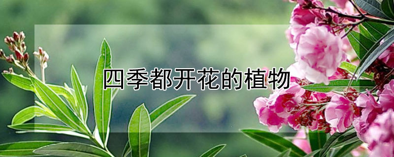 四季都开花的植物（四季都开花的植物有哪些）