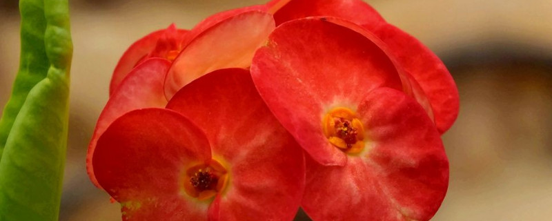 虎刺梅叶子卷曲的原因 虎刺梅落叶的原因