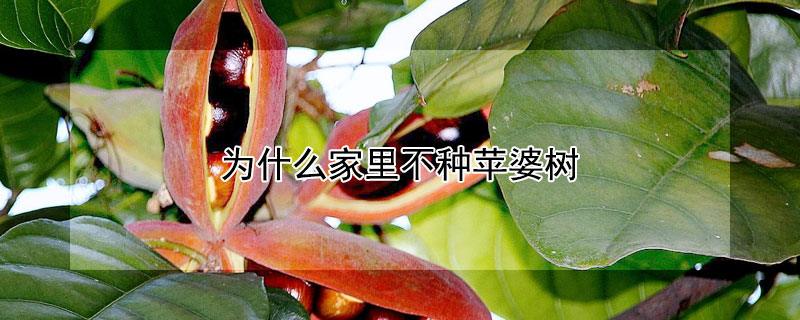 为什么家里不种苹婆树（苹婆树怎么种）