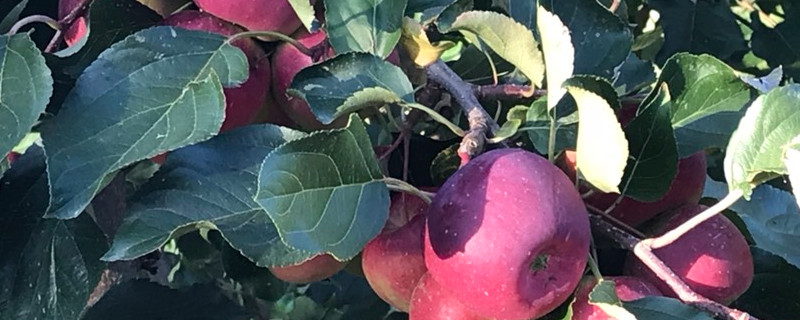 龙丰果是苹果吗 东北龙丰果是苹果吗