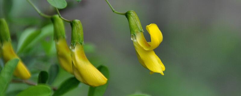 金雀怎么修剪多开花（金雀花开完花能修剪吗）