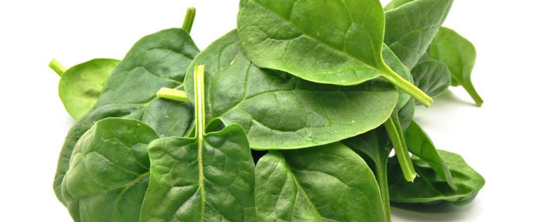 波菜籽怎么催芽（菠菜籽如何催芽）