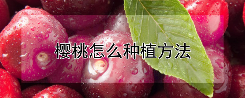 樱桃怎么种植方法（樱桃怎么种植方法 在家）
