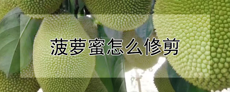 菠萝蜜怎么修剪（菠萝蜜怎么修剪视频）