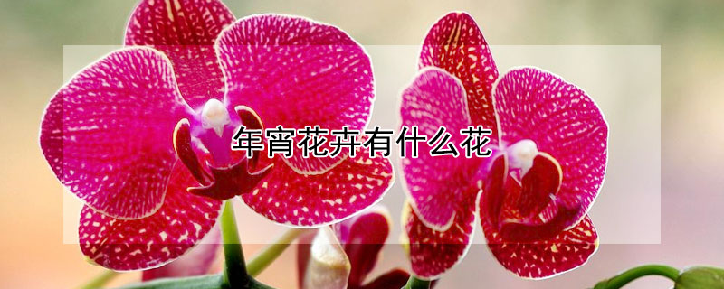 年宵花卉有什么花 年宵花卉有什么花