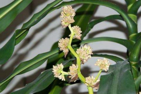 巴西木开花是否有毒