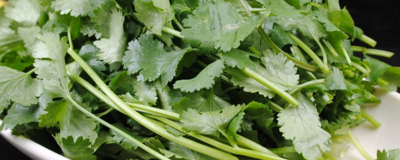 立冬种什么农作物 立冬种什么农作物好