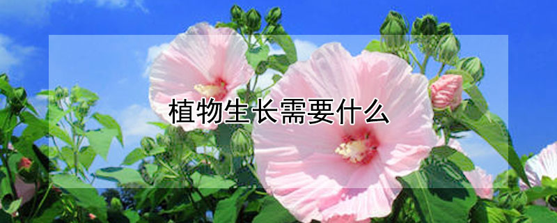 植物生长需要什么（植物生长需要什么营养物质）