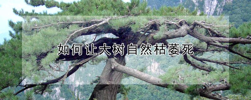 如何让大树自然枯萎死（有什么方法让大树自然枯死）