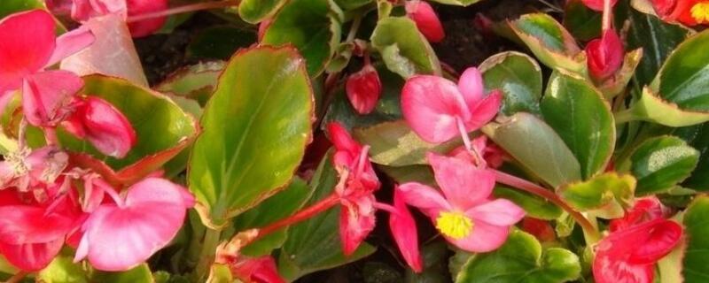 玻璃翠和燕子掌的区别 燕子掌和玉树区别