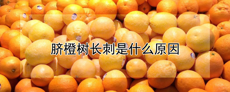 脐橙树长刺是什么原因 脐橙树会长刺吗