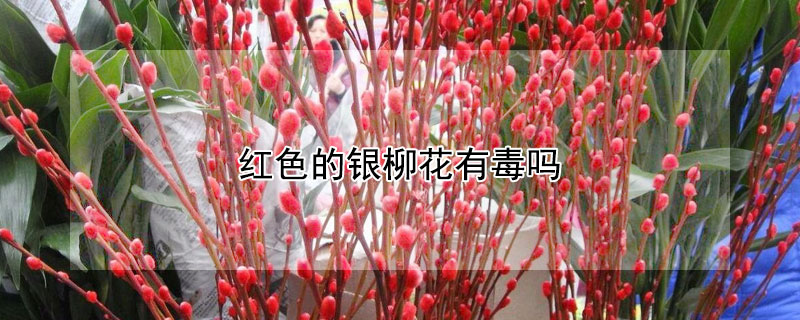 红色的银柳花有毒吗（银柳的颜色有毒吗?）