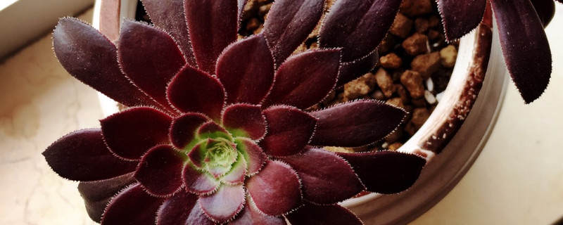 黑法师和莲花掌的区别 莲花掌是法师吗